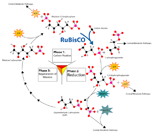 NCERT Class 11 Biology Photosynthesis in Higher Plants Important Notes2