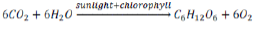 NCERT Class 11 Biology Photosynthesis in Higher Plants Important Notes4