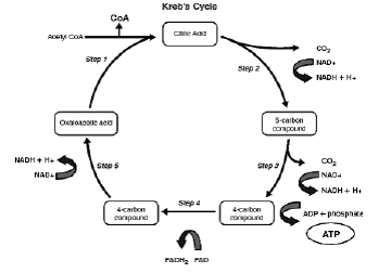 NCERT Class 11 Biology Respiration in Plants Important Notes2