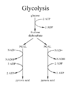 NCERT Class 11 Biology Respiration in Plants Important Notes4