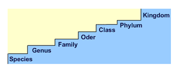 NCERT Class 11 Biology The living World Important Notes