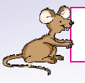 rat