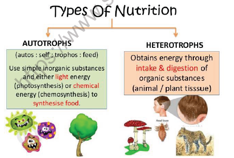 CBSE Class 10 Science Life Processes Notes