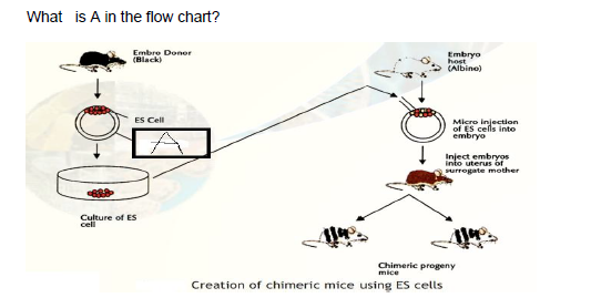 CBSE Class 12 Biotechnology Boards 2020 Sample Paper Solved