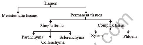 NEET Biology Anatomy of Flowering Plants Notes