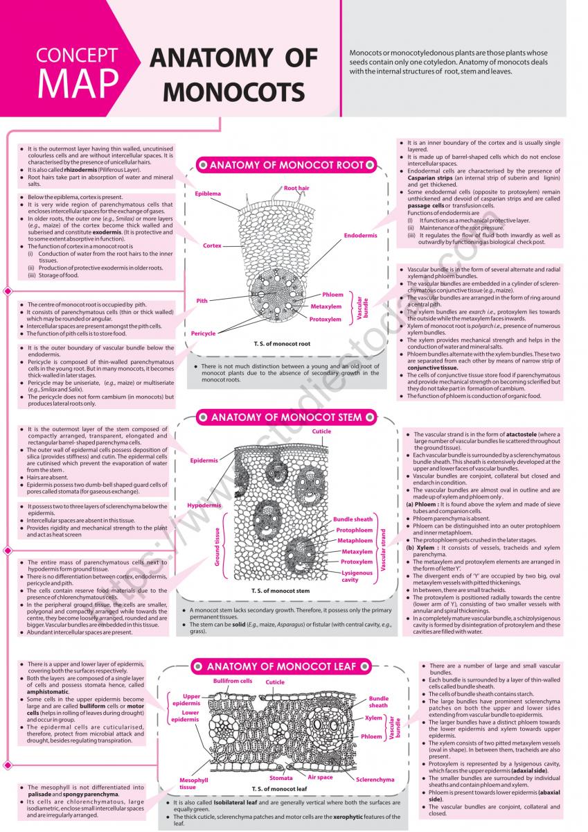 NEET Biology Anatomy of Monocots Concept Map