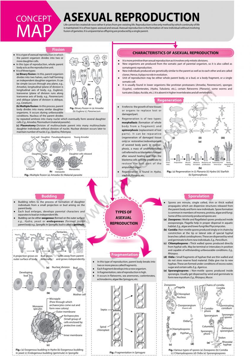 NEET Biology Asexual Reproduction Concept Map Set A