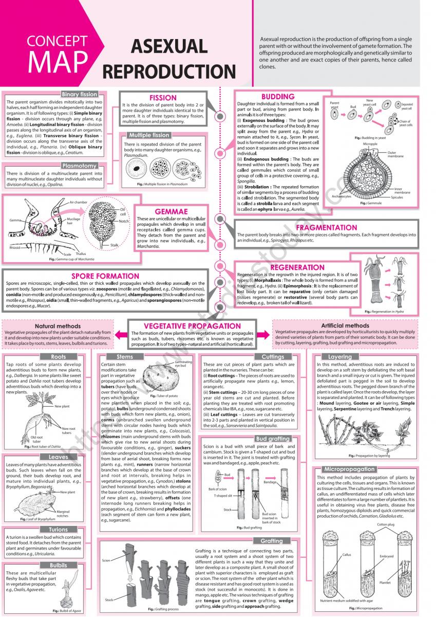 NEET Biology Asexual Reproduction Concept Map Set B