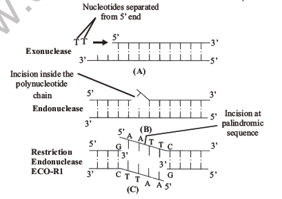 NEET Biology Biotechnology Principles and Processes Notes