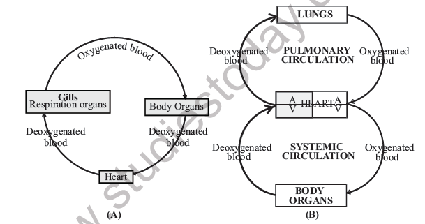NEET Biology Body Fluids and Circulation Notes