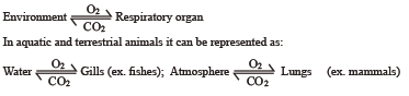 NEET Biology Breathing and Exchange of Gases Notes