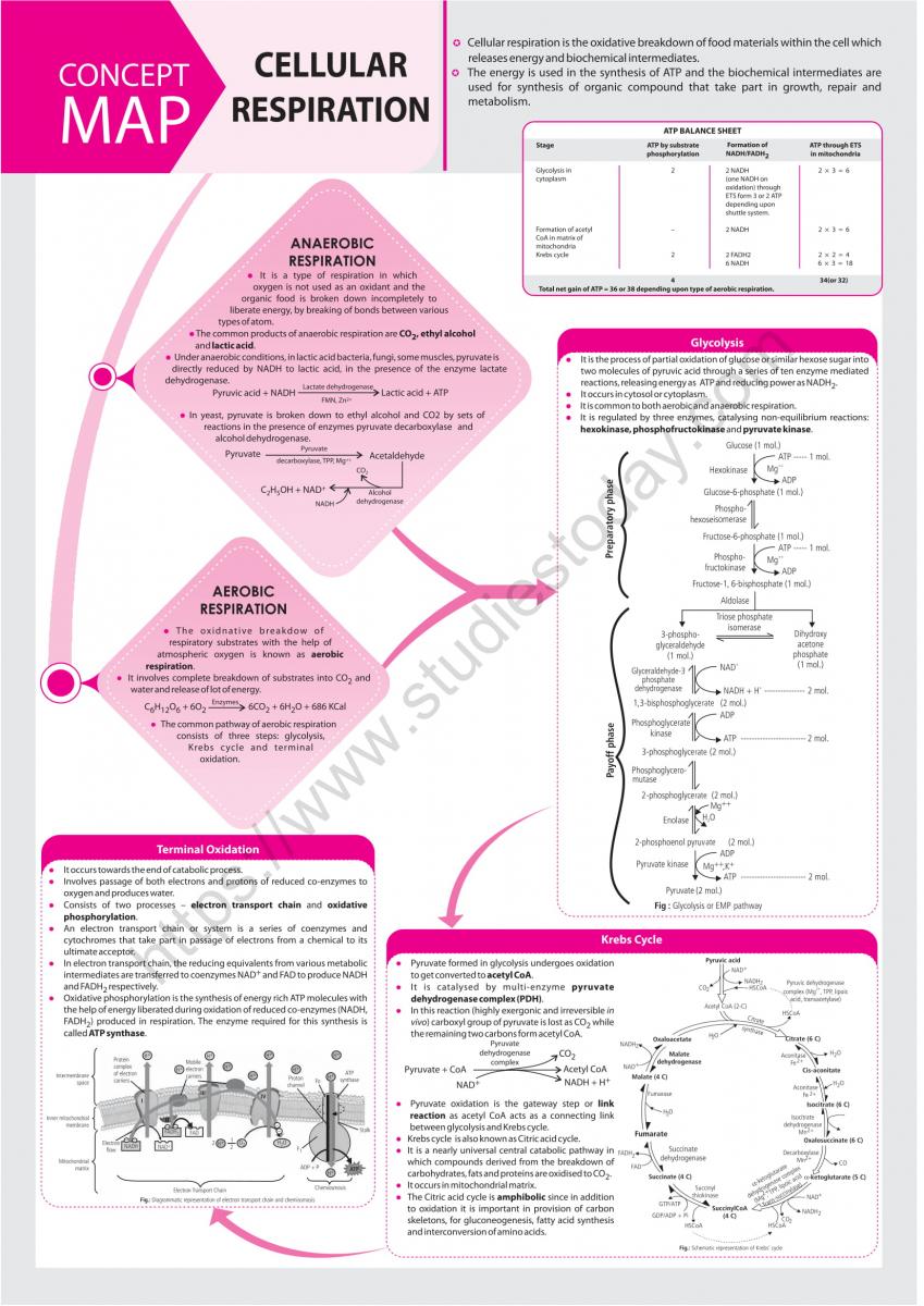 NEET Biology Cellular Respiration Concept Map