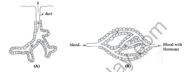 NEET Biology Chemical Coordination and IntegrationNotes