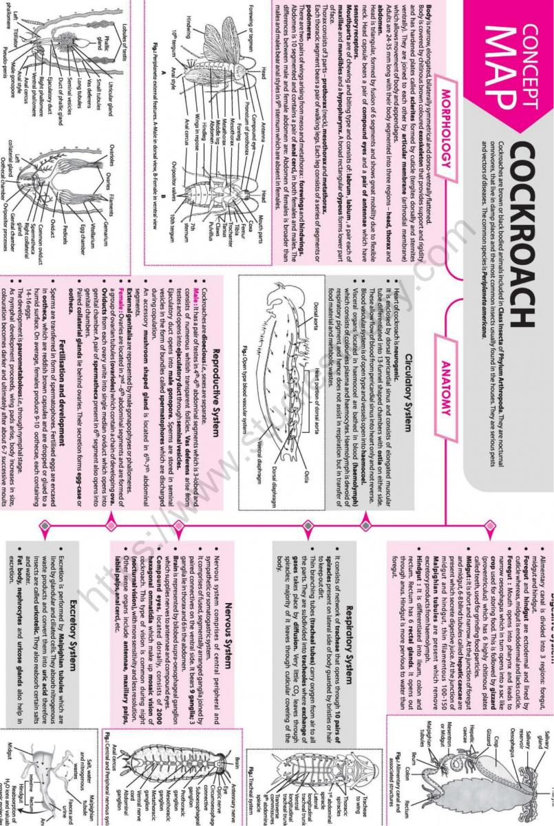 NEET Biology Cockroach Concept Map