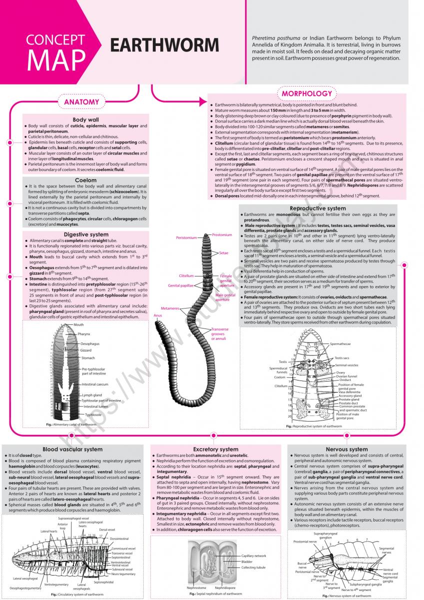 NEET Biology Earthworm Concept Map