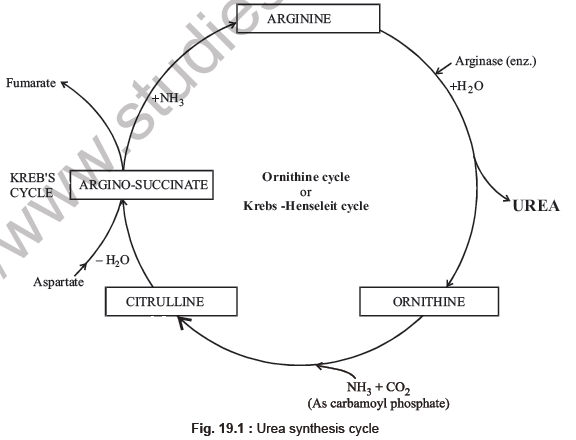 NEET Biology Excretory Products and their Elimination Notes