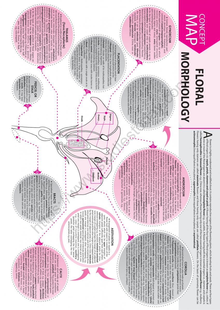 NEET Biology Floral Morphology Concept Map