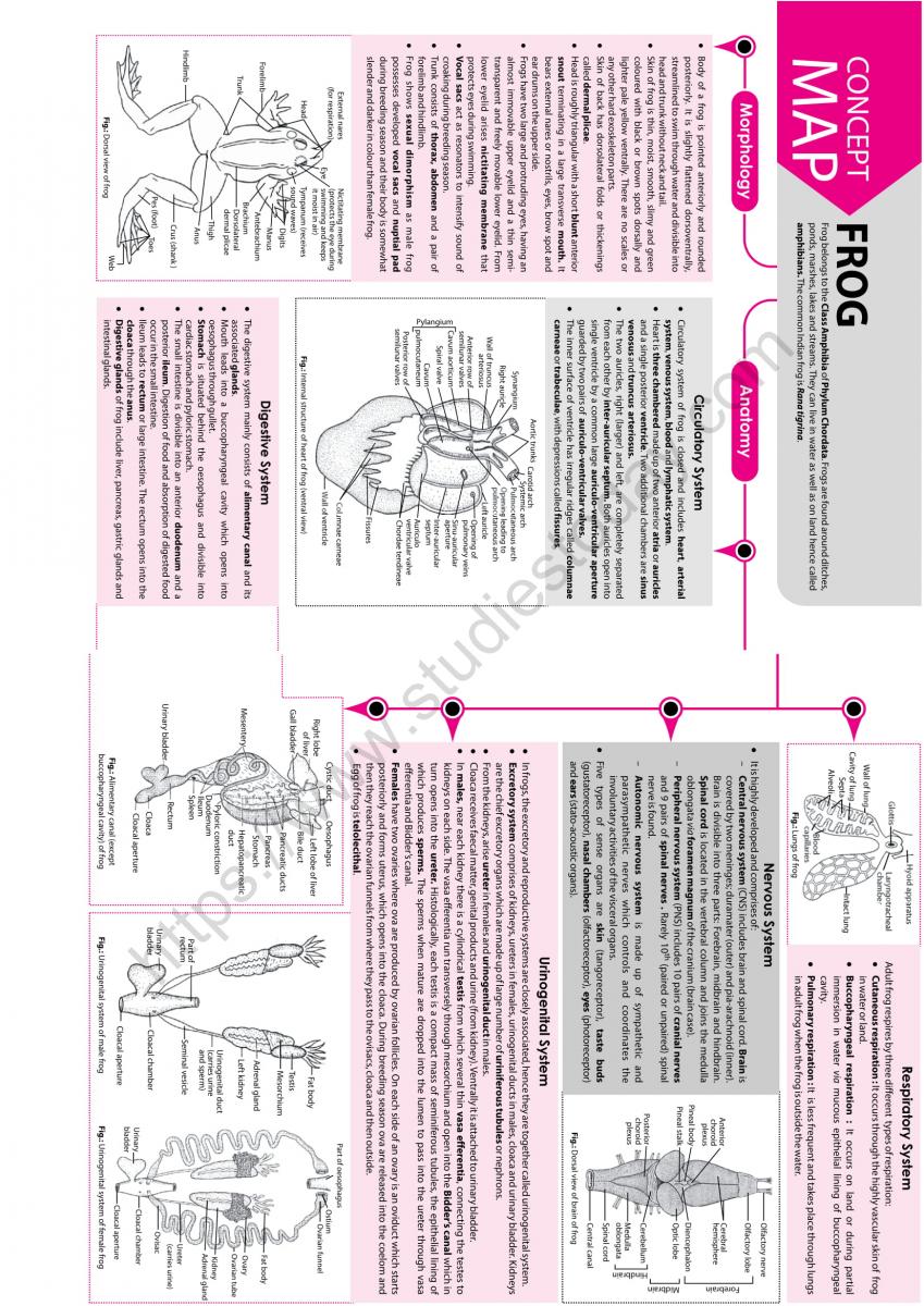 NEET Biology Frog Concept Map