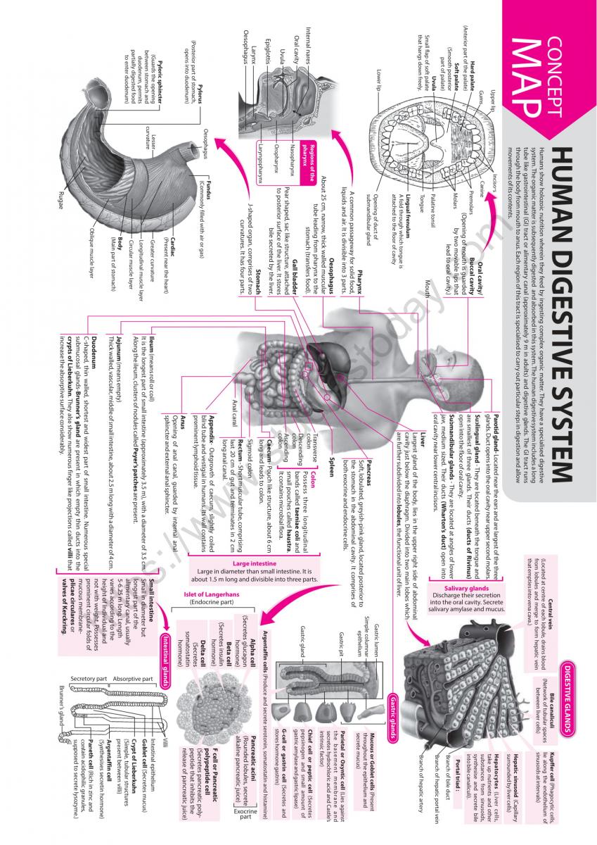 NEET Biology Human Digestive System Concept Map