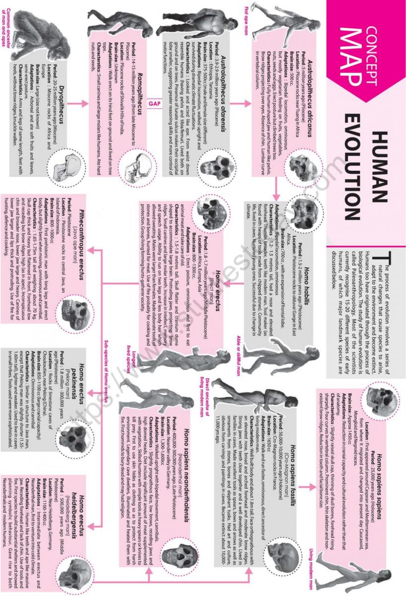 NEET Biology Human Evolution Concept Map