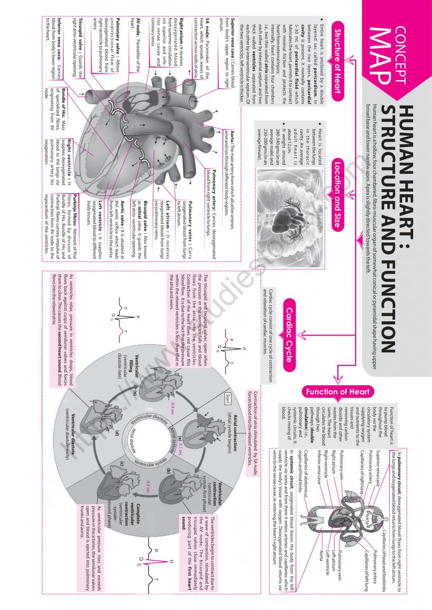 NEET Biology Human Heart Concept Map