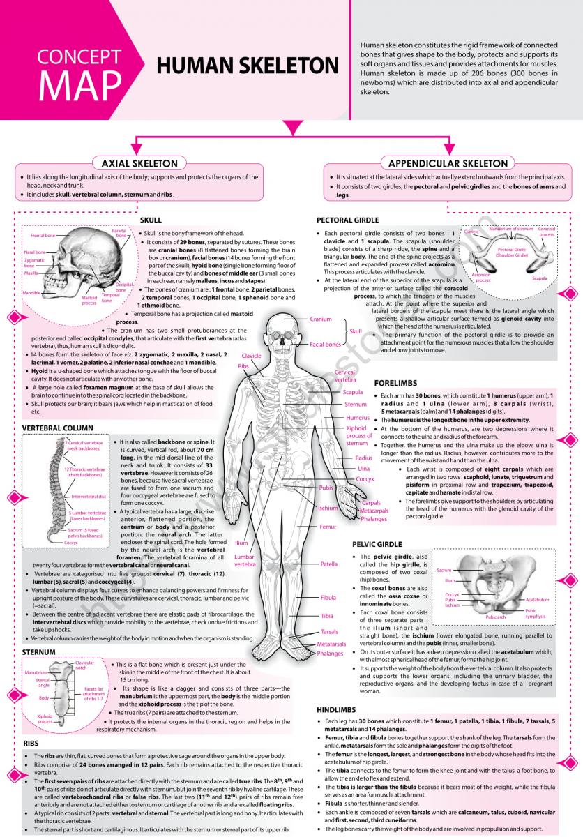 NEET Biology Human Skeleton Concept Map