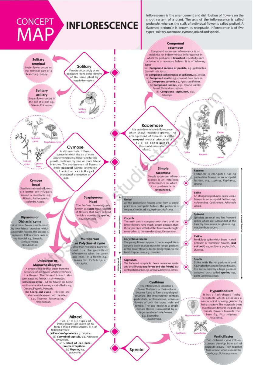 NEET Biology Inflorescence Concept Map