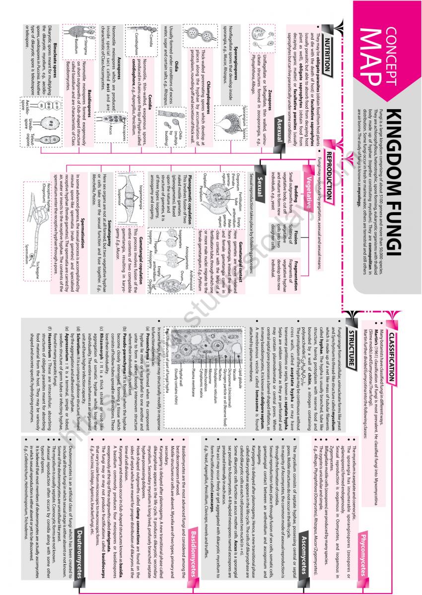 NEET Biology Kingdom Fungi Concept Map