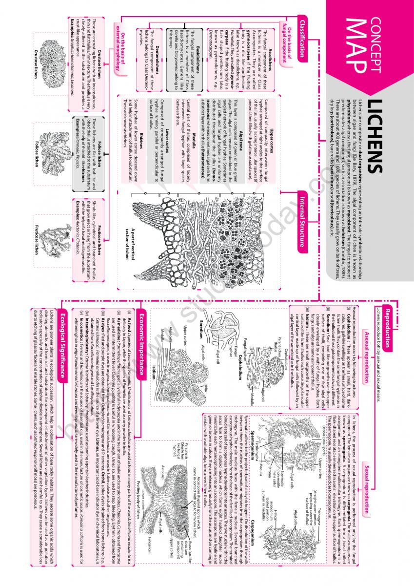 NEET Biology Lichens Concept Map-