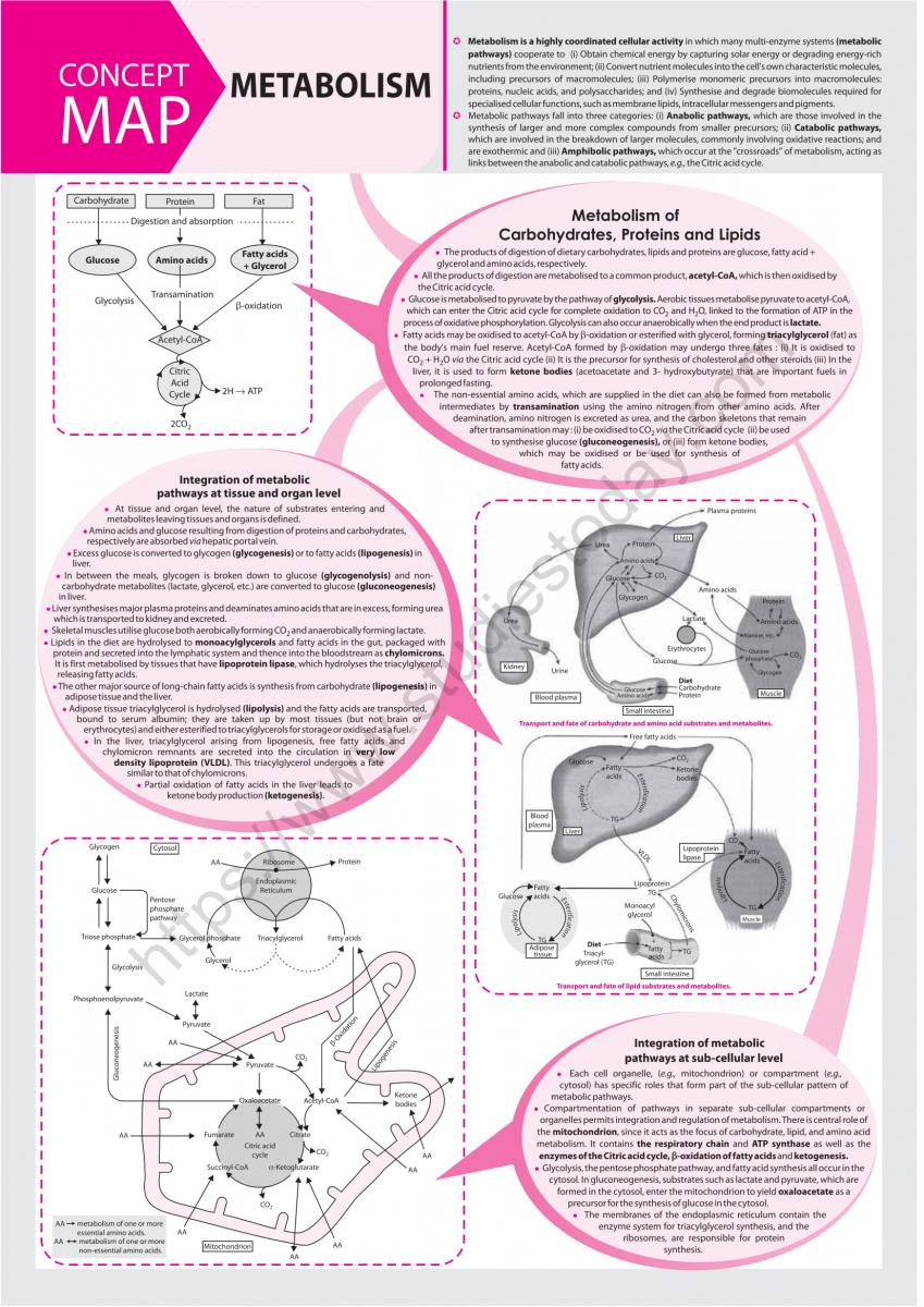 NEET Biology Metabolism Concept Map