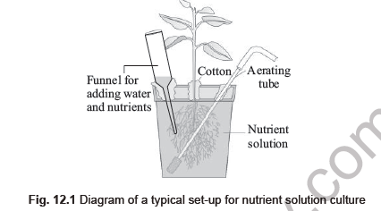 NEET Biology Mineral Nutrition Notes