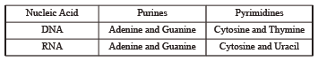 NEET Biology Molecular Basis of Inheritance Notes