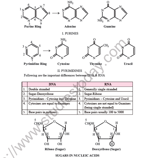 NEET Biology Molecular Basis of InheritanceNotes