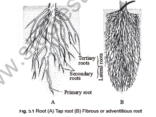 NEET Biology Morphology of Flowering Plants Notes