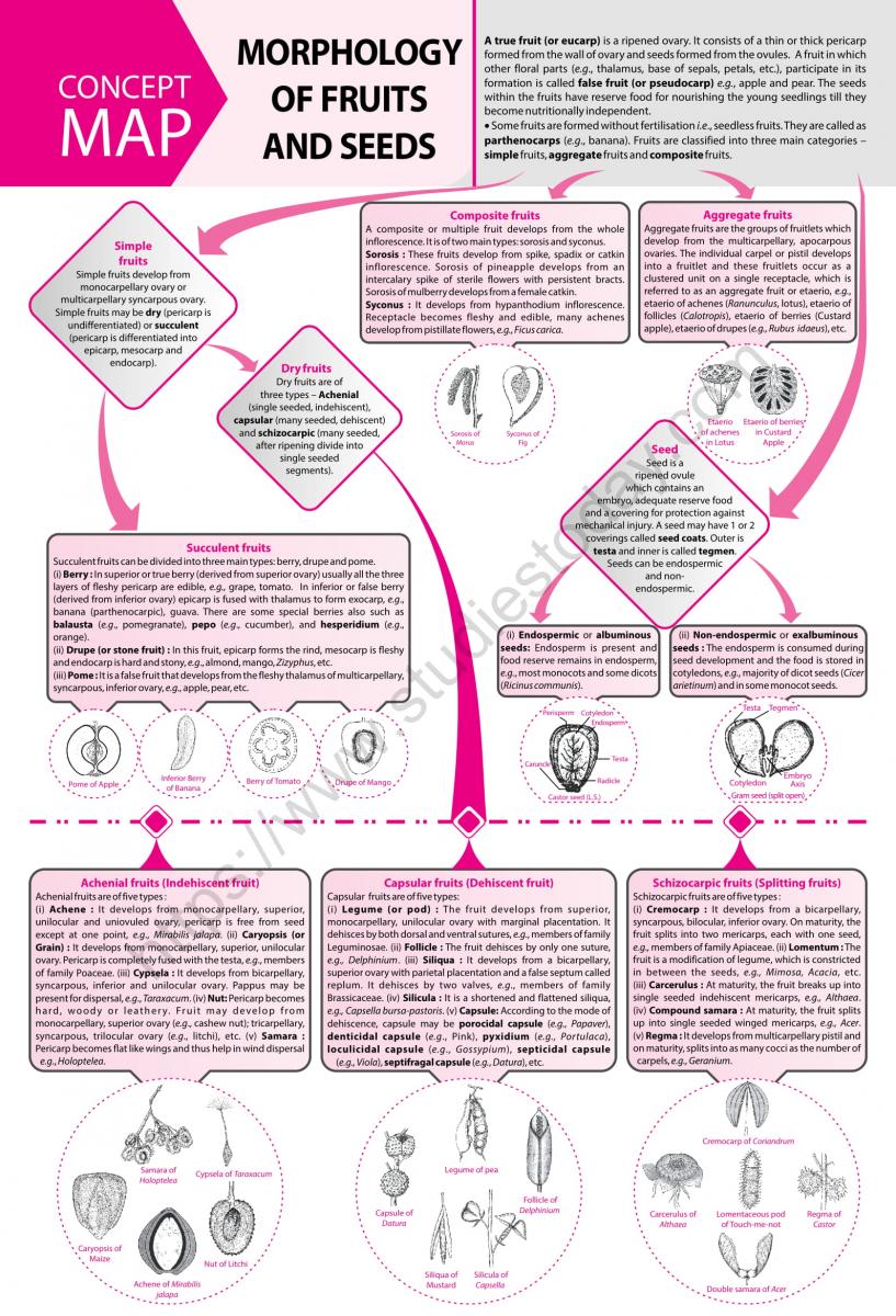 NEET Biology Morphology of Fruits and Seeds Concept Map