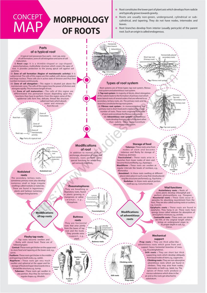 NEET Biology Morphology of Roots Concept Map