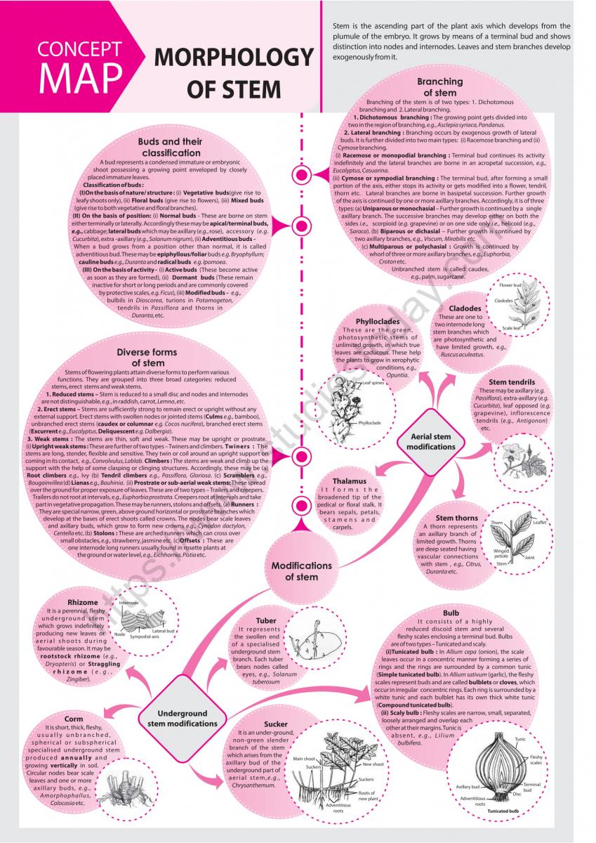 NEET Biology Morphology of Stem Concept Map