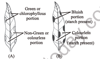 NEET Biology PhotosynthesisNotes