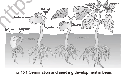 NEET Biology Plant Growth and Development Notes