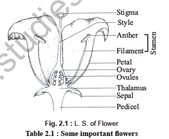 NEET Biology Sexual Reproduction in flowering plants Notes