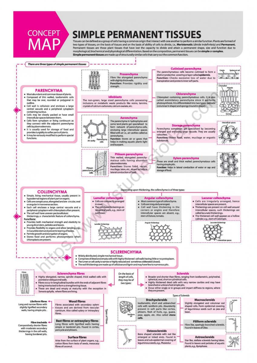 NEET Biology Simple Permanent Tissues Concept Map