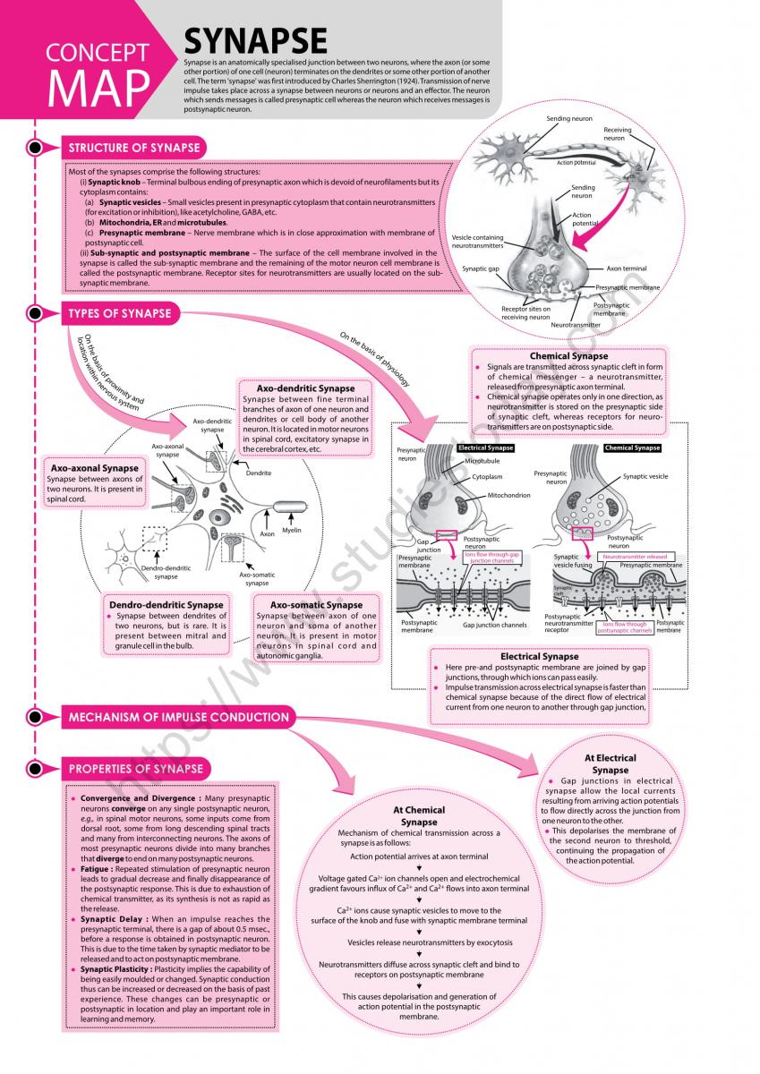 NEET Biology Synapse Concept Map