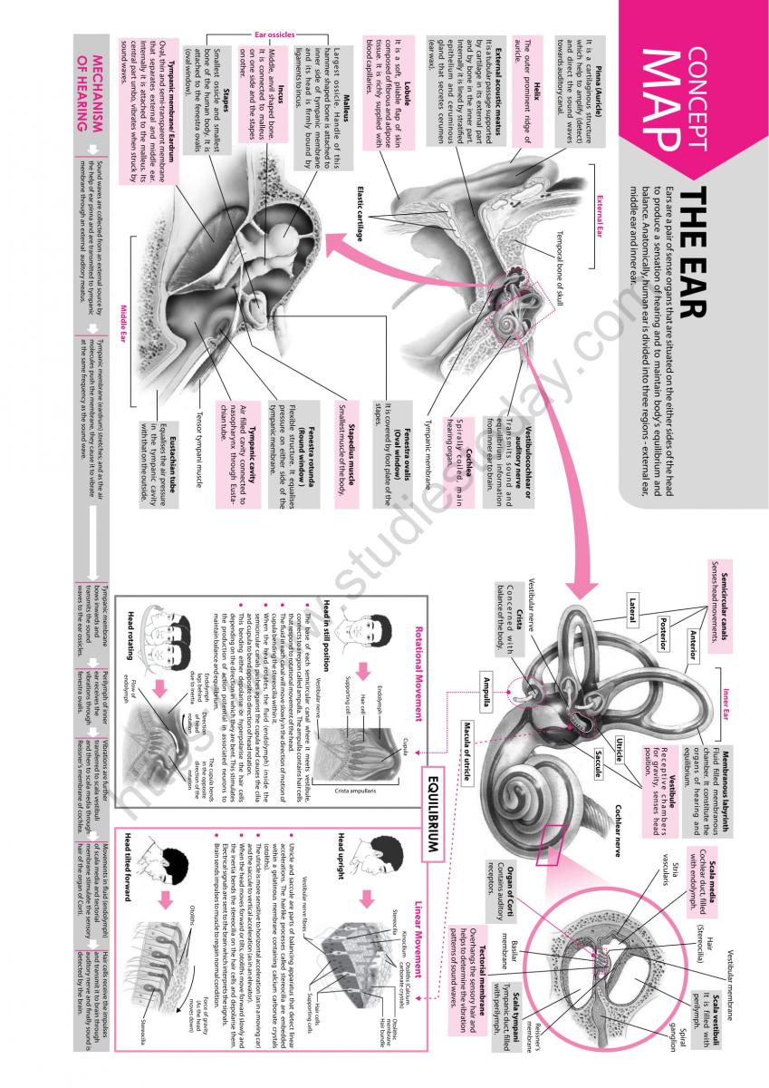 NEET Biology The Ear Concept Map
