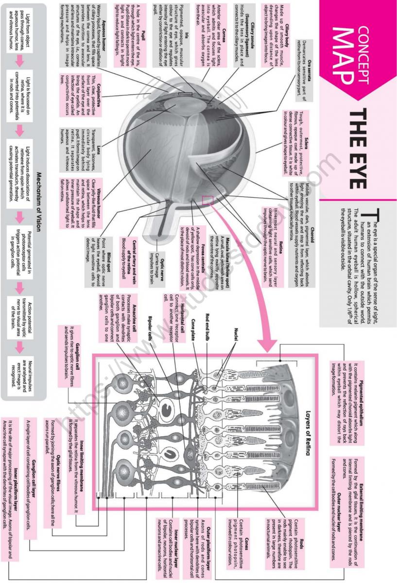 NEET Biology The Eye Concept Map