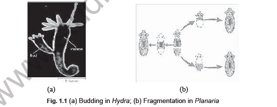 NEET Biology The Living World and Taxonomy Notes