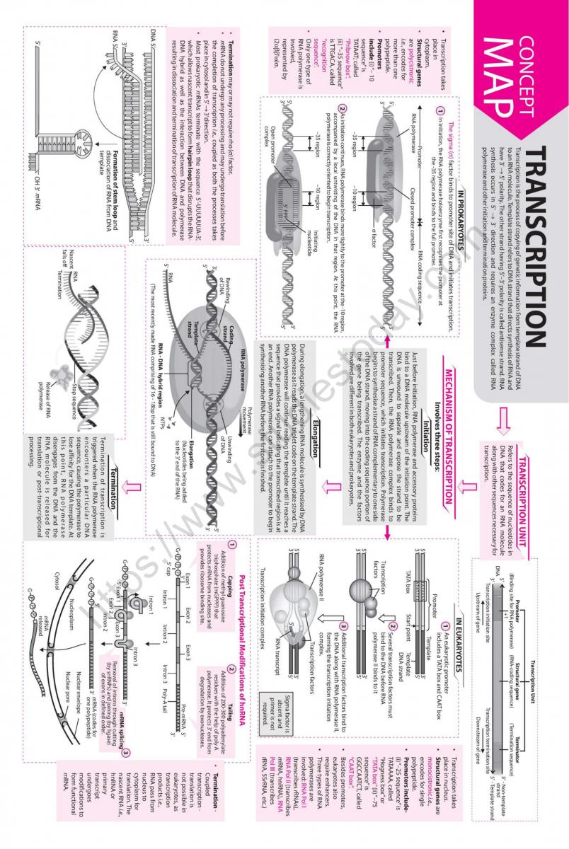 NEET Biology Transcription Concept Map