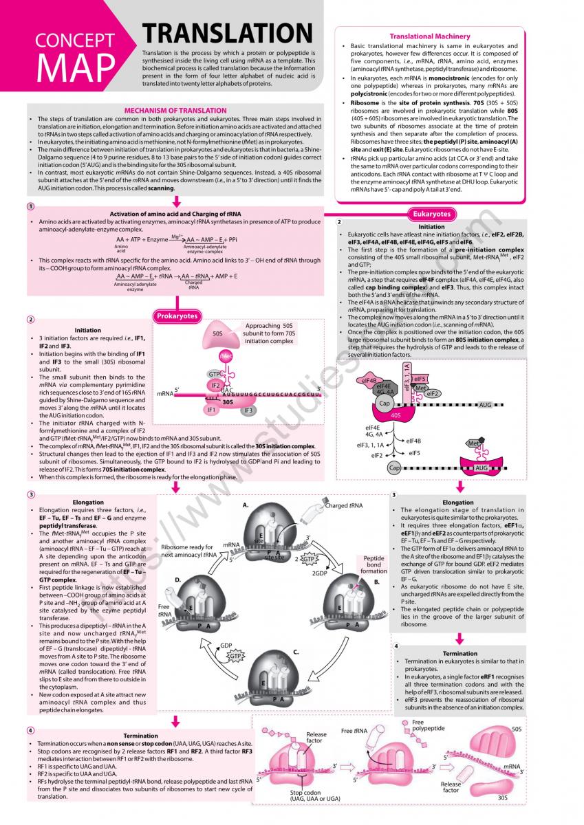 NEET Biology Translation Concept Map