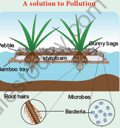 NEET Botany Mineral Nutrition Chapter Notes