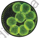 NEET Botany Plant Kingdom Chapter Notes