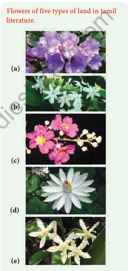 NEET Botany Reproductive Morphology Chapter Notes